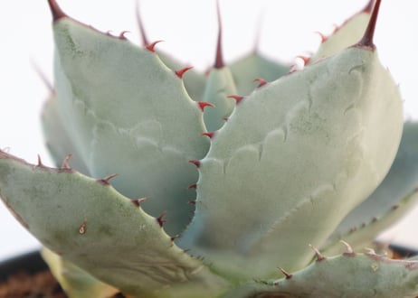アガベ　パリー　トランカータ　Agave parryi truncata huntington