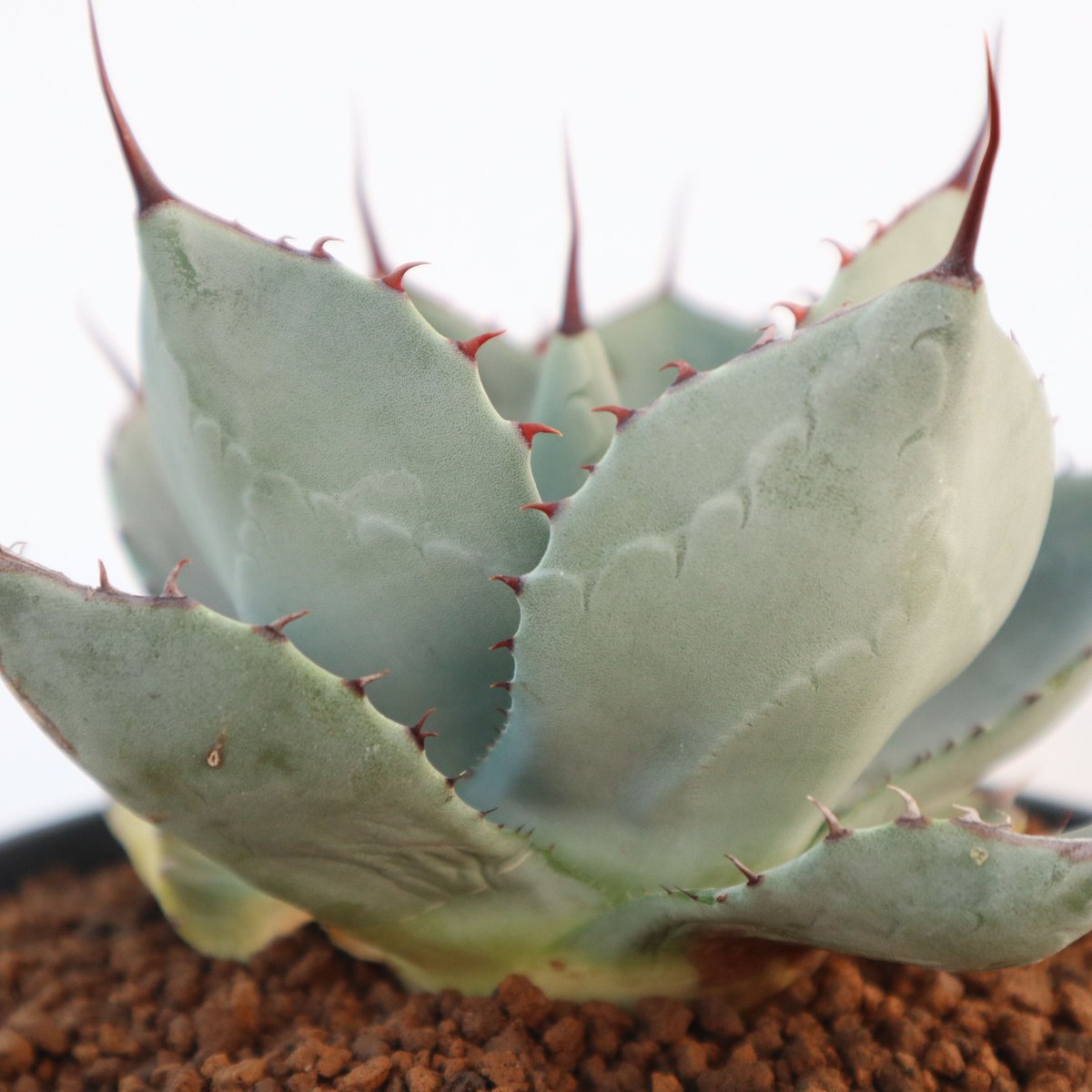 アガベ パリー トランカータ Agave parryi truncata huntington