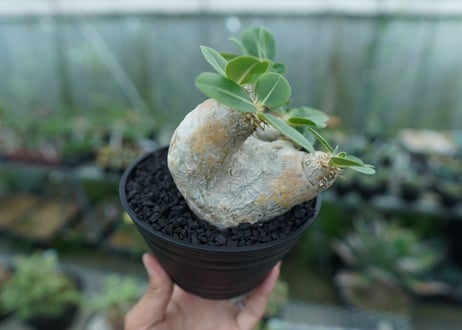 パキポディウム　エブレネウム　Pachypodium eburneum