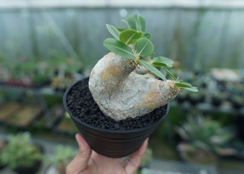 パキポディウム エブレネウム Pachypodium eburneum | mana's fa