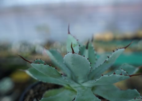 アガベ　吉祥冠　Agave potatorum No.2