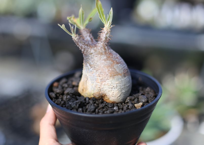 パキポディウム グラキリス | mana's farm:塊根植物・アガベ・ドライ