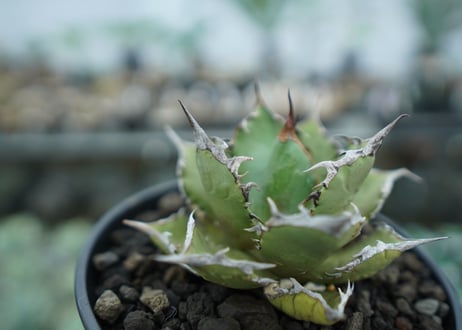 アガベ　チタノタ　FO-76　agave titanota  FO-76　No.8