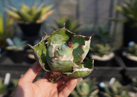 agave　titanota　ブラックアンドブルー　No.13