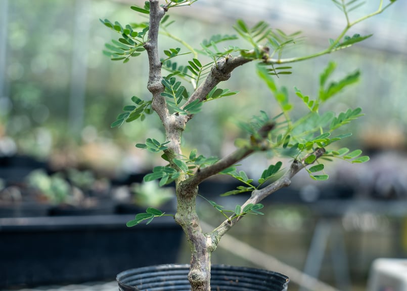 センナ メリディオナリス 挿し木 | mana's farm:塊根植物・アガベ