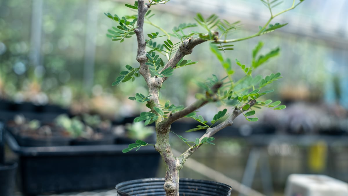 センナ メリディオナリス 挿し木 | mana's farm:塊根植物・アガベ