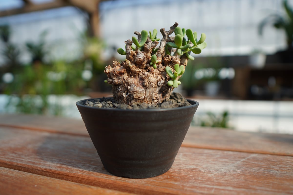 ケラリア ピグマエア 実生2年多頭将来有望株