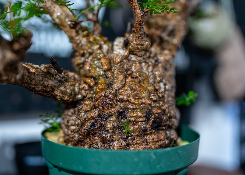 オペルクリカリア パキプス Operculicarya pachypus Operculicarya Pachypus オペルクリカリア・パキプス – Caudex