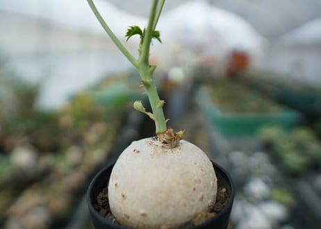 ヤトロファ　錦珊瑚　Jatropha cathartica