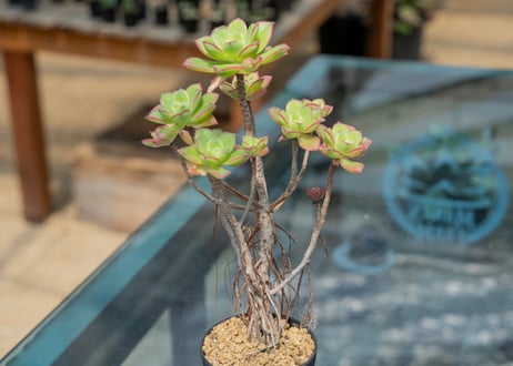mana's green:塊根植物販売|マナズグリーン mana's green:塊根植物販売|マナズグリーン