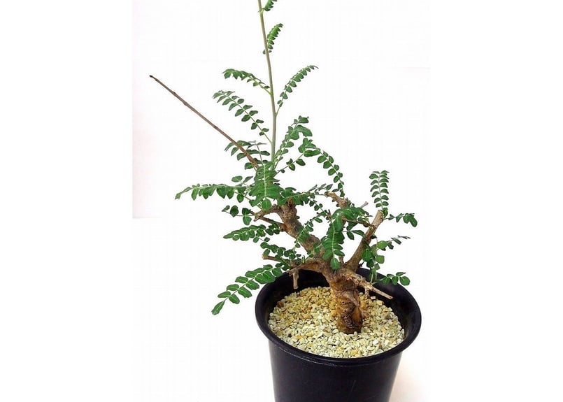 Boswellia neglecta ボスウェリア・ネグレクタ | mana's farm:塊