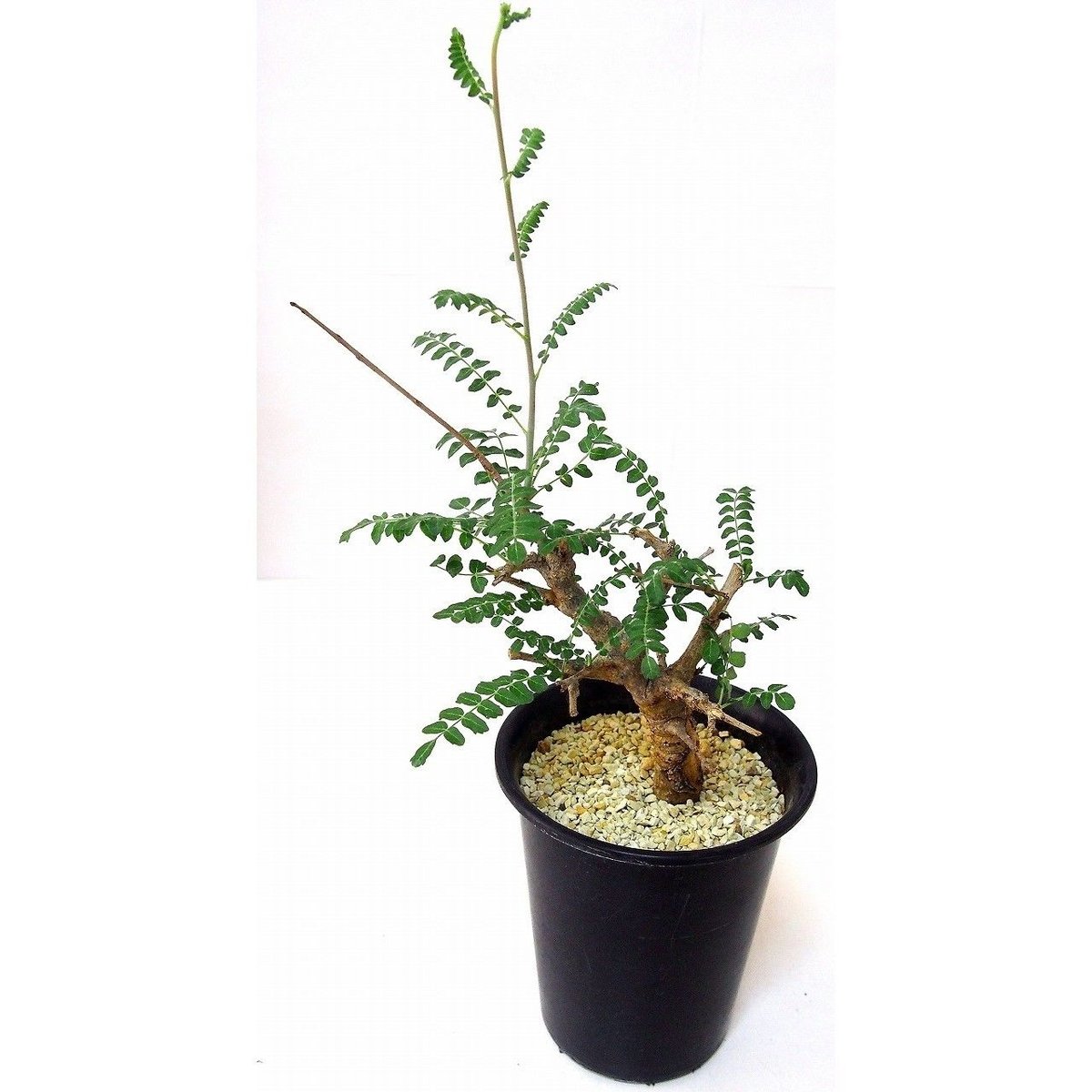 Boswellia neglecta ボスウェリア・ネグレクタ