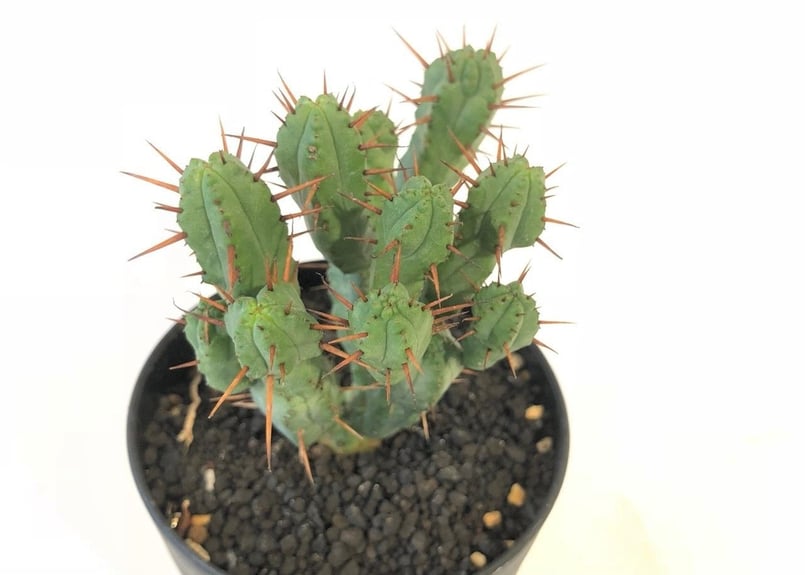 ユーフォルビア 紅彩閣 黄棘 モンスト | mana's farm:塊根植物