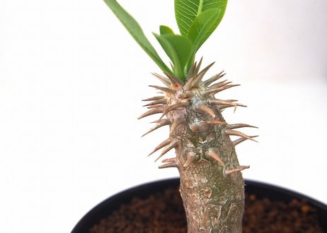 パキポディウム ホロンベンセ　 Pachypodium rosulatum var. horombense  ２