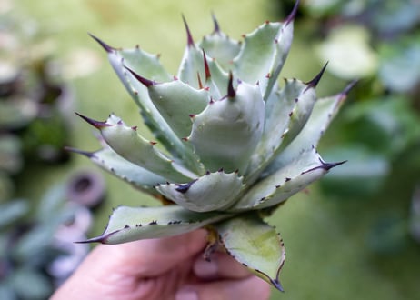 potatorum x macroacantha mini  NO.2