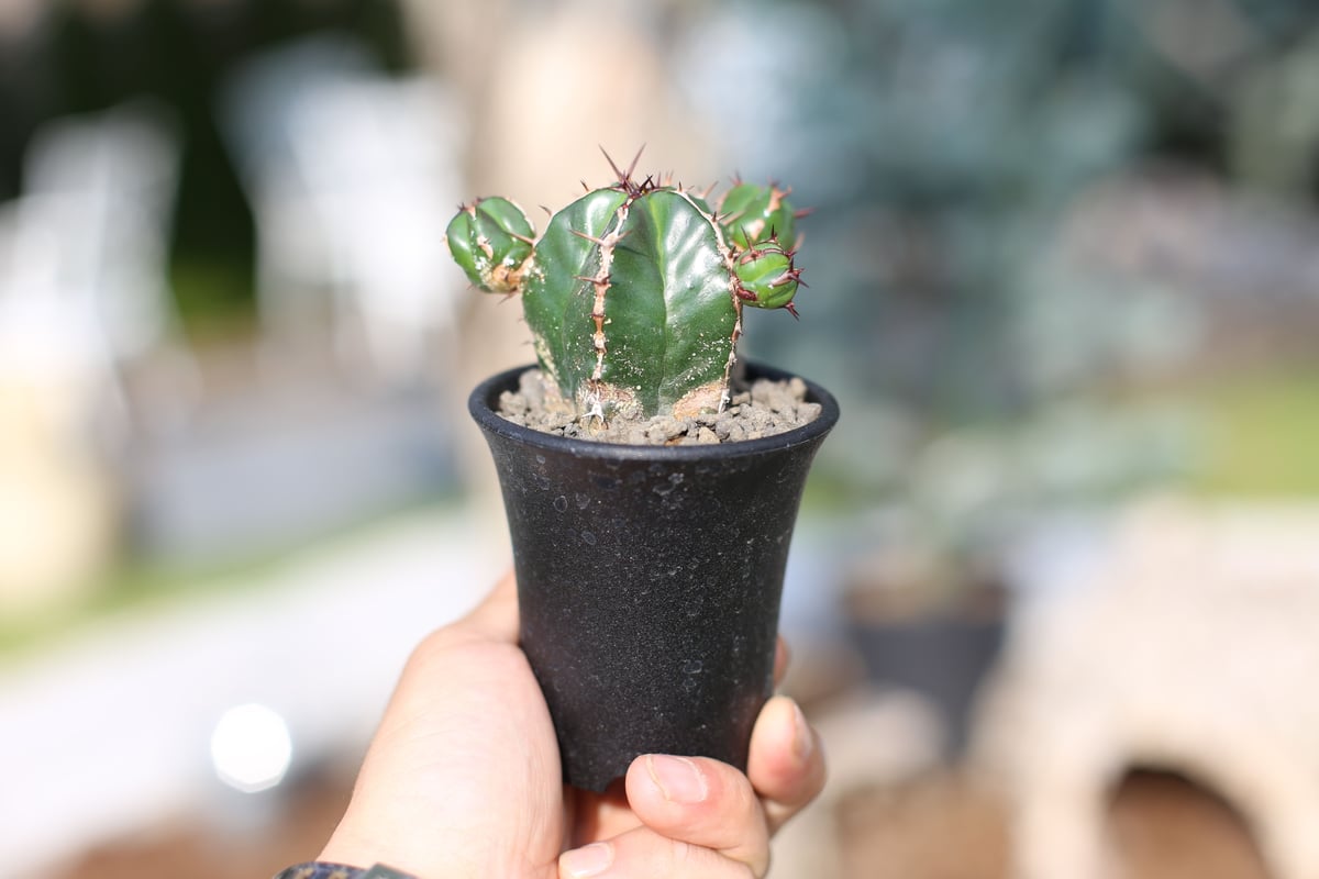 ユーフォルビア ハンディエンシス | mana's farm:塊根植物・アガベ