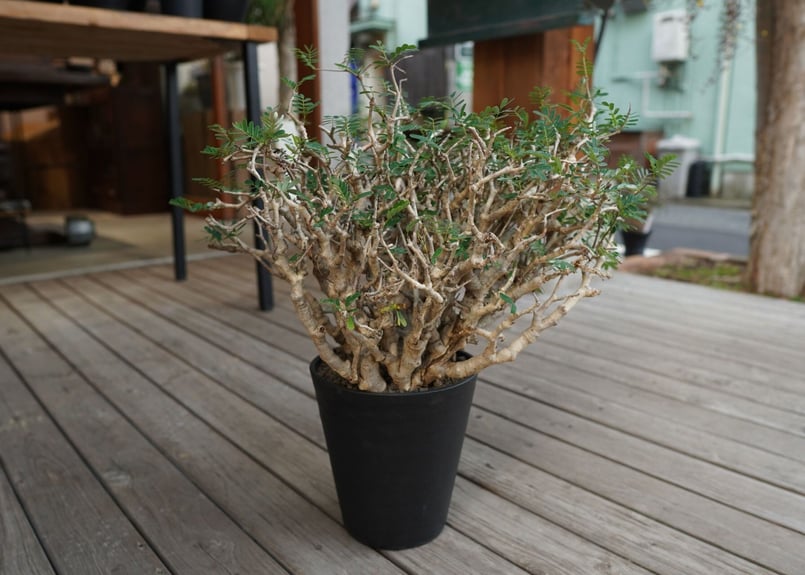 センナ メリディオナリス Senna meridionalis No.3 | mana's f