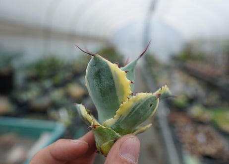 【抜き苗】アガベ 怒雷神錦　Agave potatorum verschaffeltii