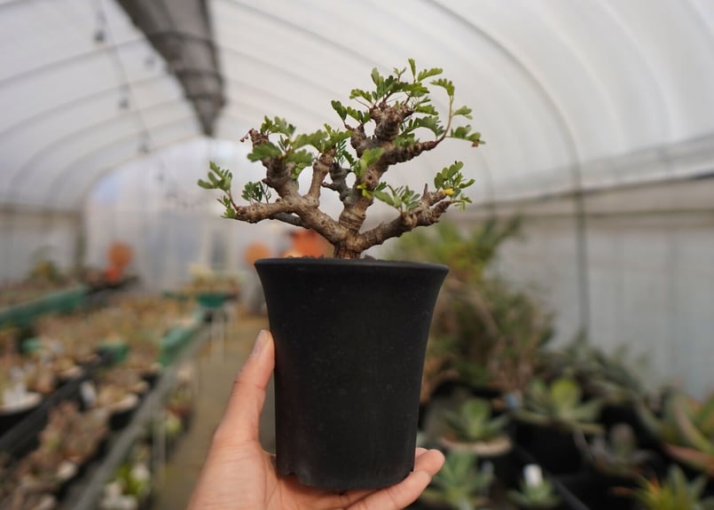 【特価】センナ　メリディオナリス　特大 センナメリディオナリス | STORES