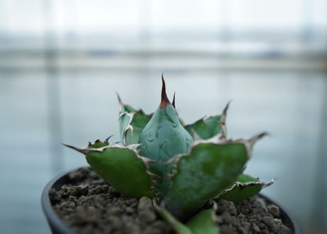 アガベ　チタノタ　 ブラックアンドブルー 　Agave titanota black and blue No.2