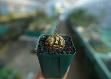 亀甲竜　Dioscorea elephantipes　No.3