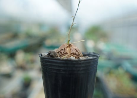 亀甲竜　Dioscorea elephantipes　No.4