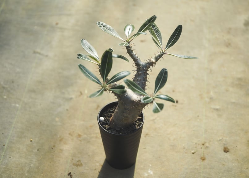 塊根植物　パキポディウム 　カクチペス パキポディウム カクチペス | mana's farm:塊根植物・アガベ・ドライ