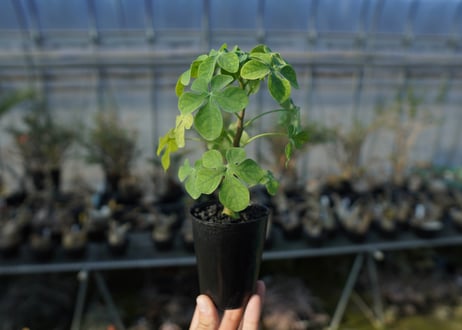 アデニア　グラウカ　Adenia glauca  No.2