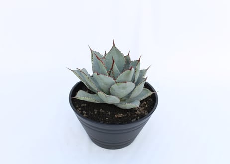 Agave Dragon Toes  №７