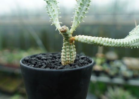 ユーフォルビア　ミルクトロン　Euphorbia mammillaris cv. variegat