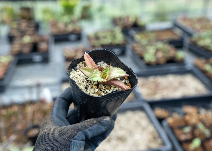 アガベ オテロイ 斑入り 沖縄実生 | mana's farm:塊根植物・アガベ