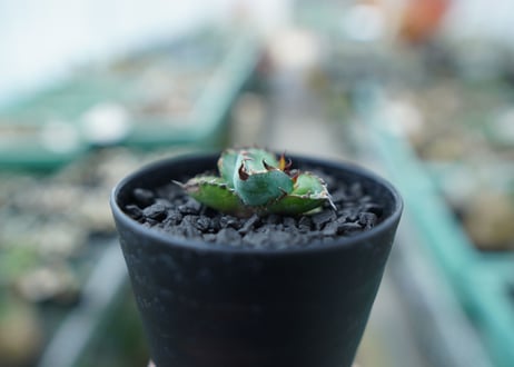 アガベ　チタノタ　 ブラックアンドブルー 　Agave titanota black and blue　No.2