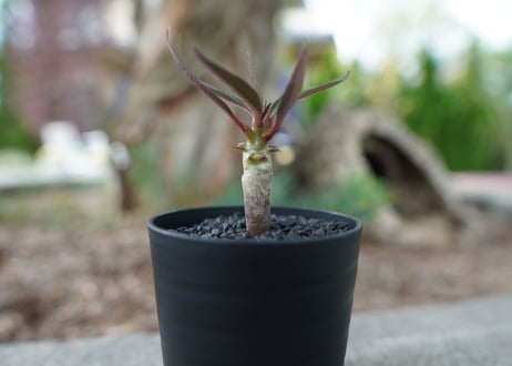 【沖縄実生株】パキポディウム　バロニー　Pachypodium baronii  No.1