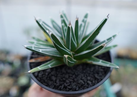 アガベ　笹の雪　Agave victoriae reginae　No.5