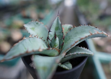 アガベ　チタノタ　ブルー　Agave Titanota Blue　No.2