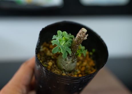 アデニア グラウカ 沖縄管理株