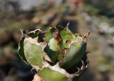 agave　titanota　ブラックアンドブルー　No.13