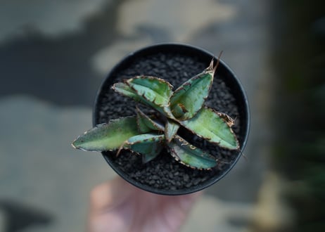 アガベ　チタノタ　 ブラックアンドブルー 　Agave titanota black and blue　No.3