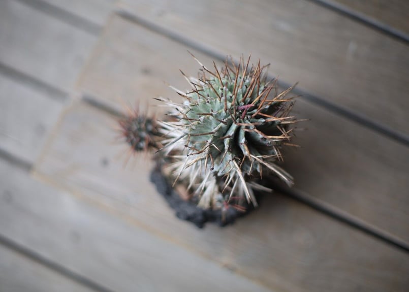 ユーフォルビア 強棘ホリダ Euphorbia horrida | mana's green ユーフォルビア 強棘ホリダ Euphorbia horrida | mana's green