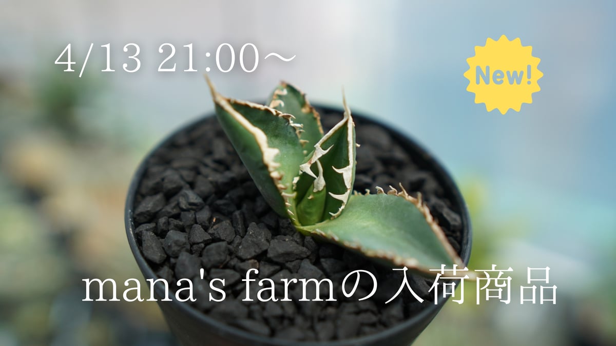 残り2株だった狼人がようやく発根しました！ | mana's farm:塊根植物