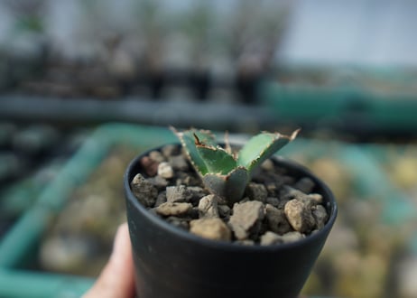 カキコアガベ　チタノタ　FO-76　agave titanota  FO-76　子株　A12
