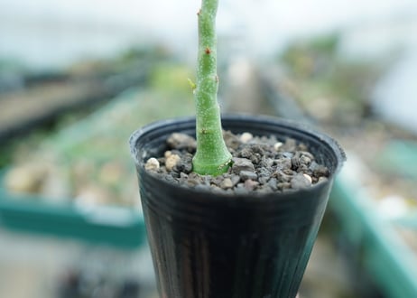 アデニア　グラウカ　Adenia Glauca　No.1