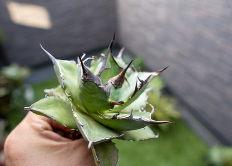 Agave ハデス 黒獄 Ｂ NO.2    (G)