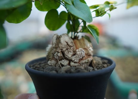 亀甲竜　Dioscorea elephantipes　C2