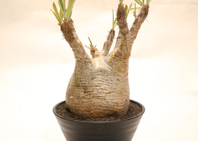 パキポディウム グラキリス no.60 | mana's farm:塊根植物・アガベ