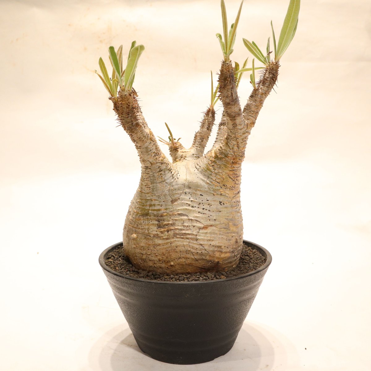 パキポディウム グラキリス no.60 | mana's farm:塊根植物・アガベ