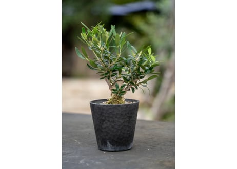 現品 オリーブの木 オリーブ マンザニロ 創樹 6 人気 庭木 ドライ