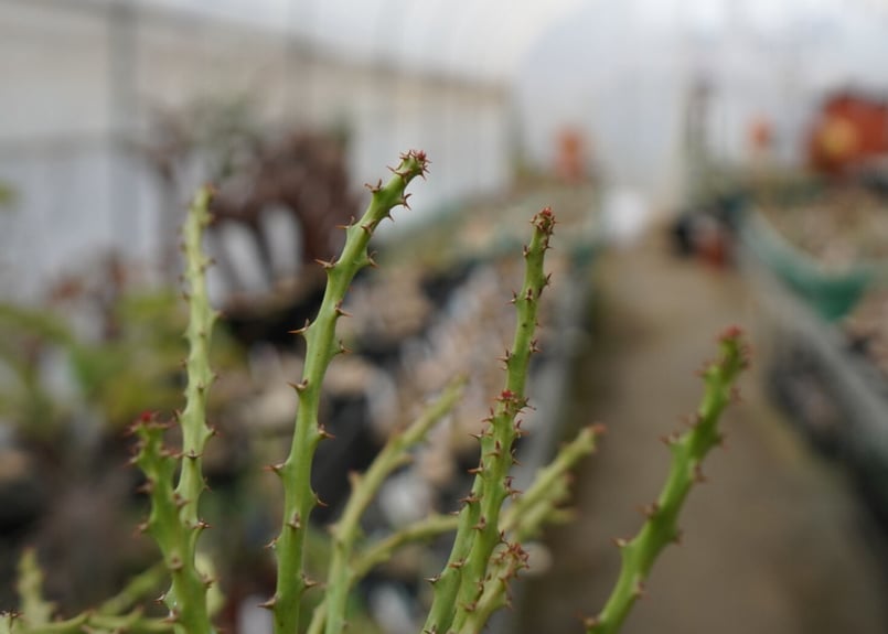 ② ハルハルさん専用 特大 ユーフォルビア デシドゥア ユーフォルビア_