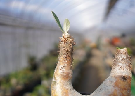 パキポディウム　エブレネウム　Pachypodium eburneum　No.3