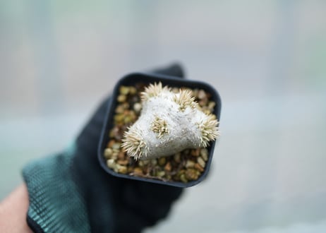 パキポディウム　レウコキサンツム　沖縄実生　No.4